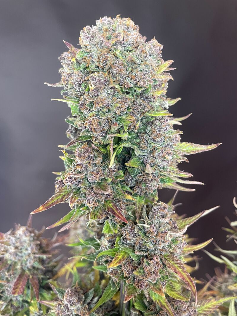 Lemon Cherry Cookies Auto, Фасовка: 5, изображение 20